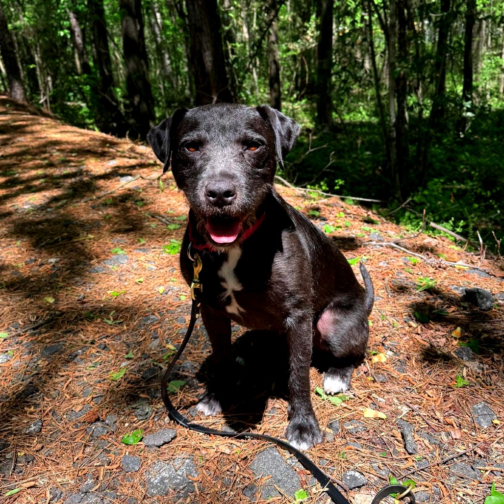 Licorice 01-0102, photo 6