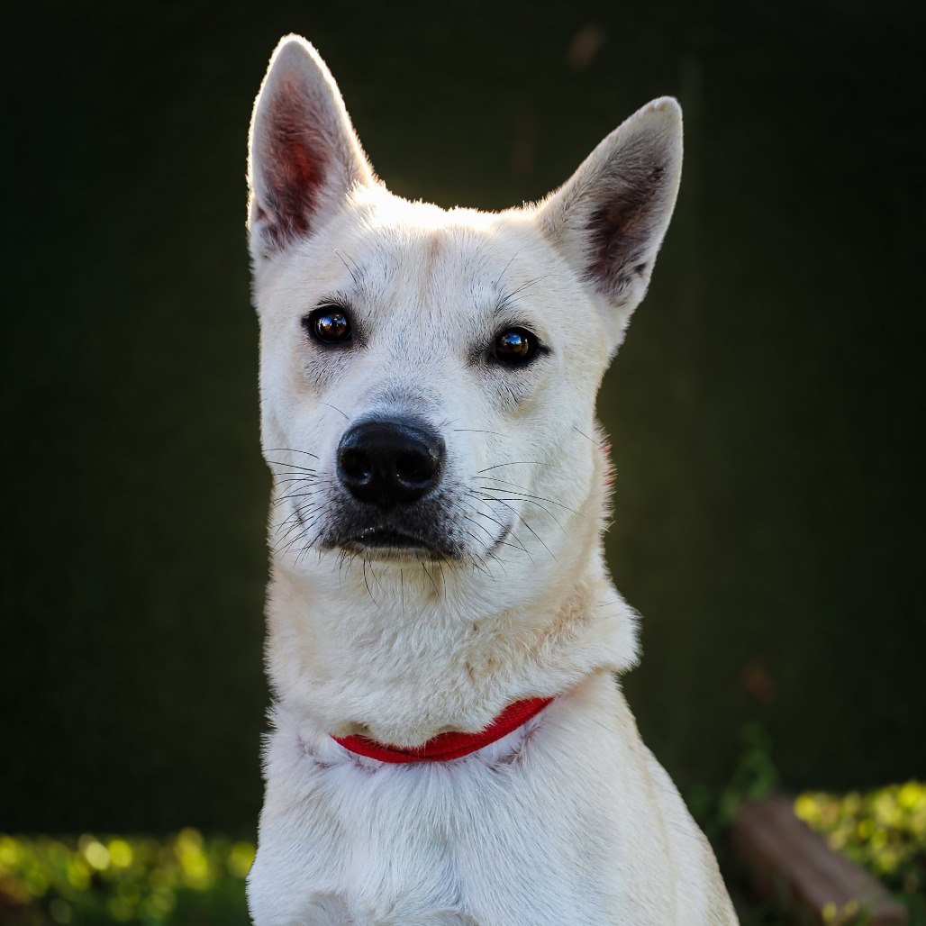 Tanner, an adoptable dog at SPCA-BC