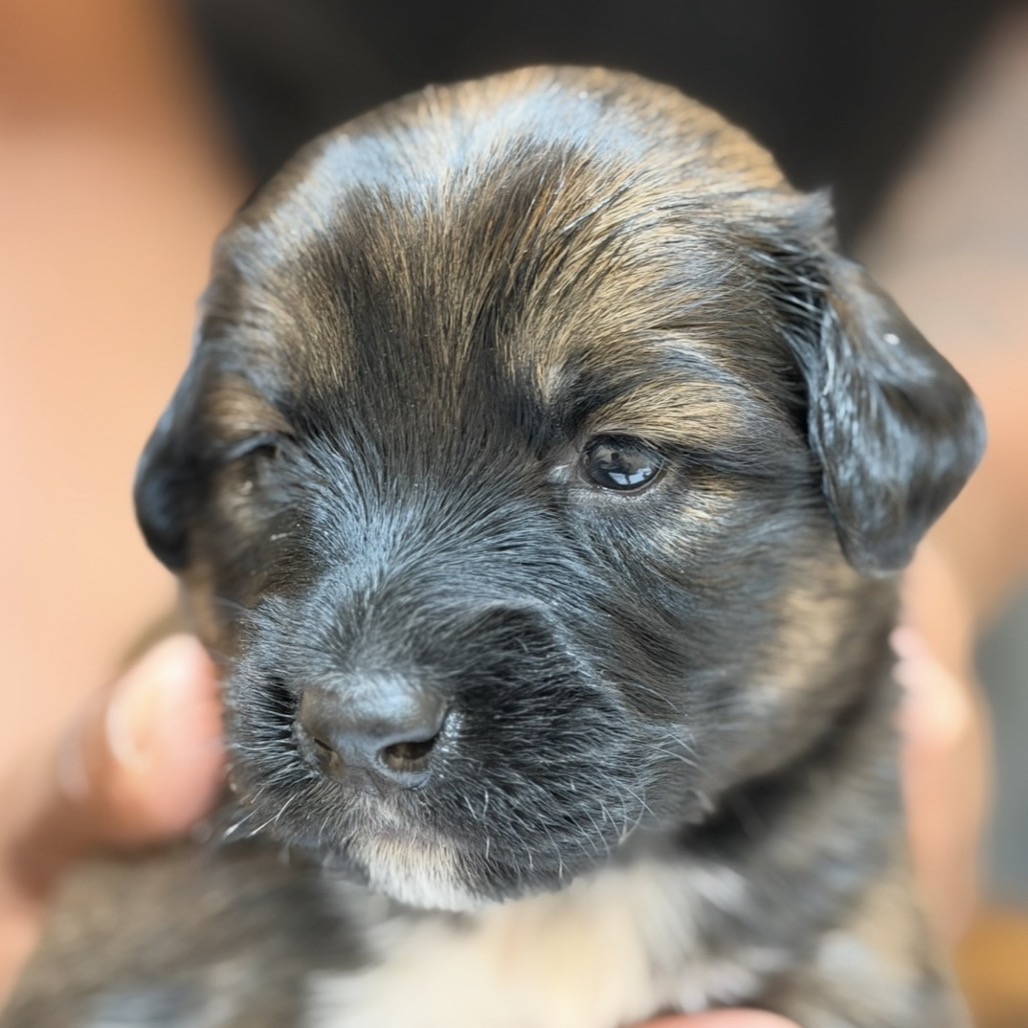 FWT ELM - Pinscher, Doberman / Mixed Breed (Medium) available for adoption