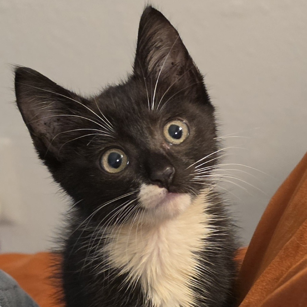 FIGHTING FALCON - Domestic Shorthair available for adoption