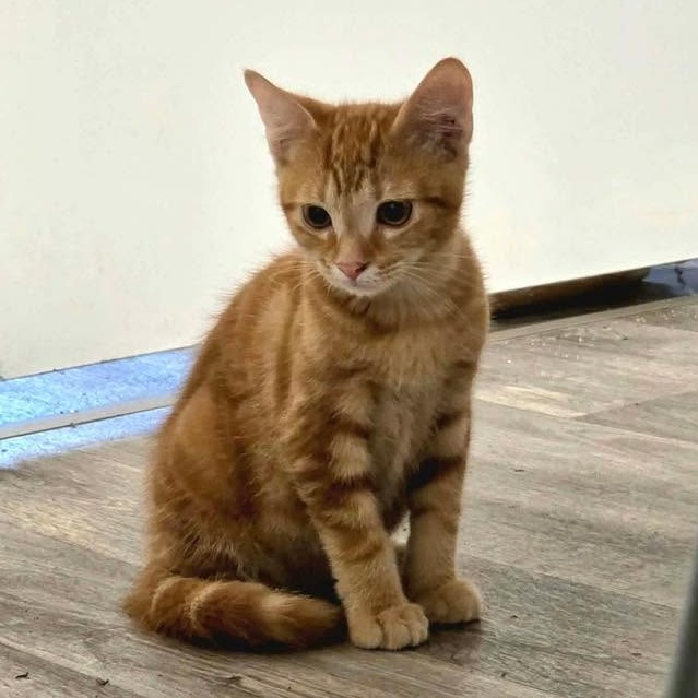 BUTTERSCOTCH - Domestic Shorthair available for adoption