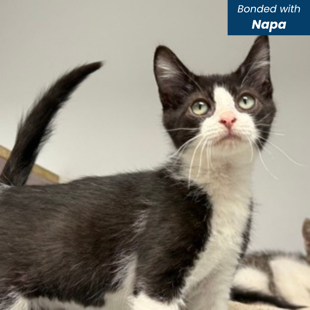 DOUGLAS - Domestic Shorthair available for adoption