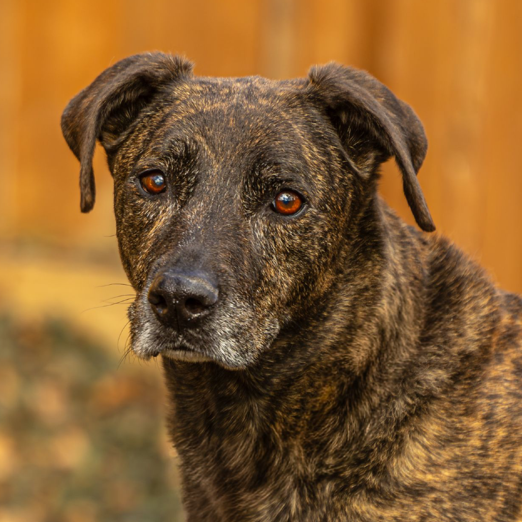 Chooch, additional photo