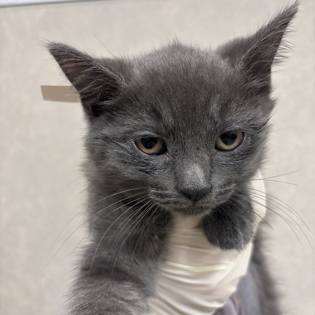 BRIDGETTE - Domestic Shorthair available for adoption
