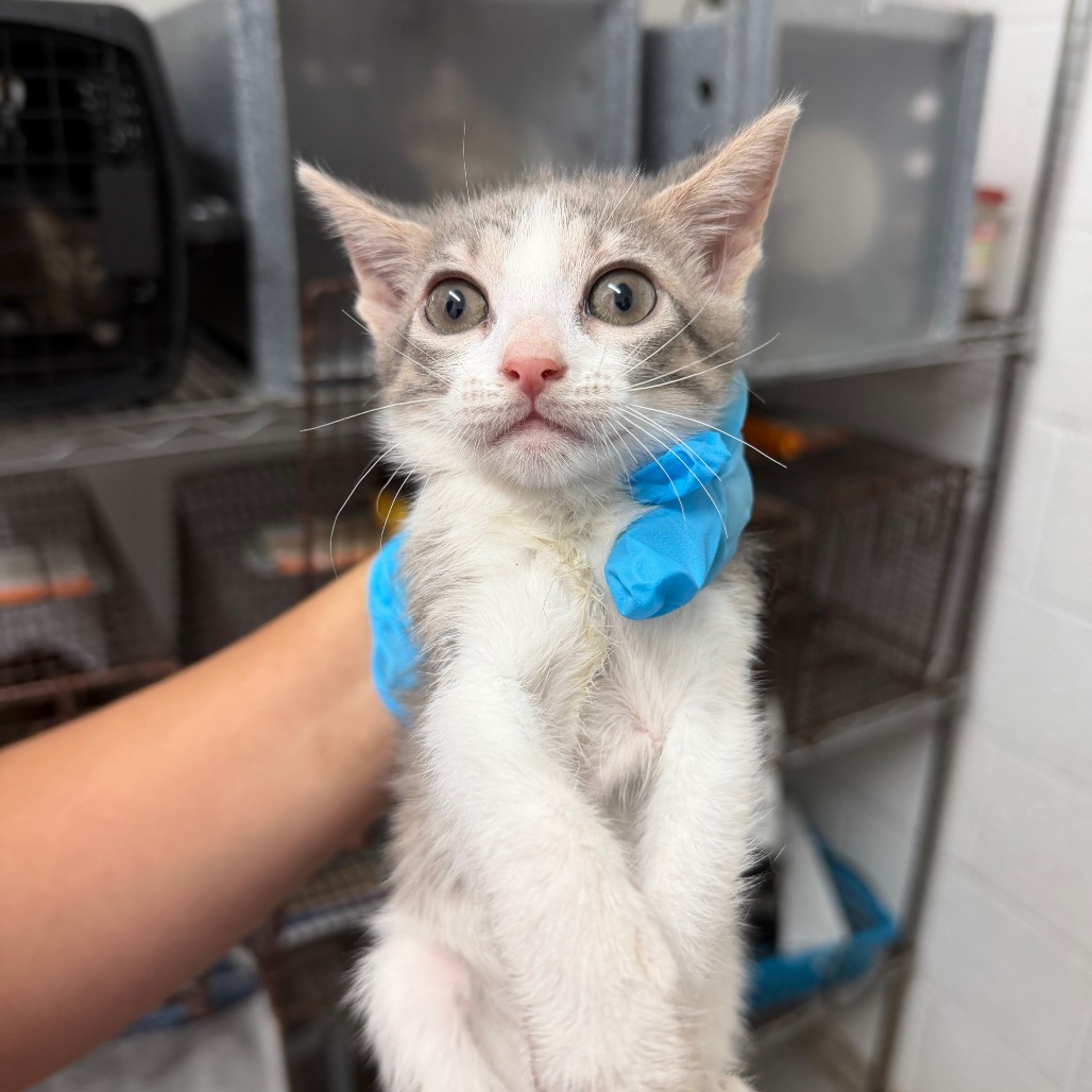 BAGEL - Domestic Shorthair available for adoption