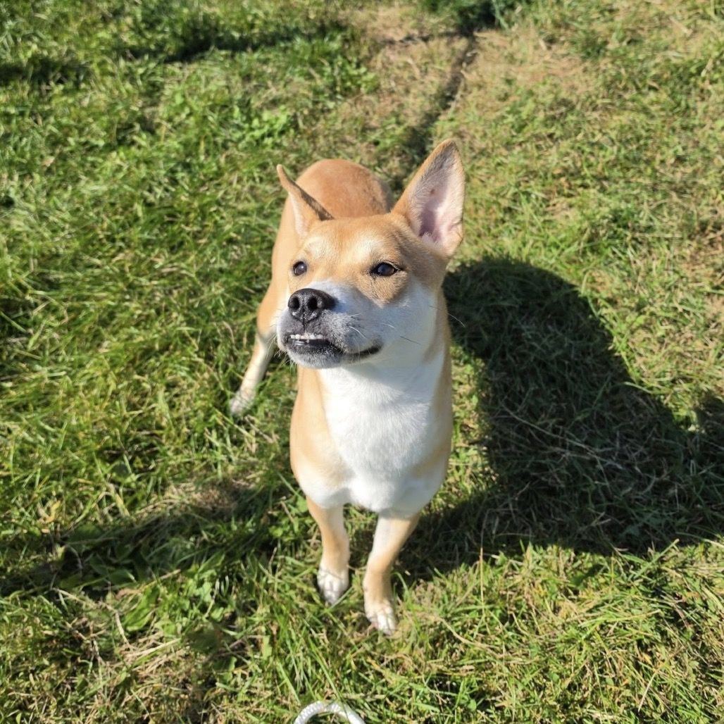 Daisy