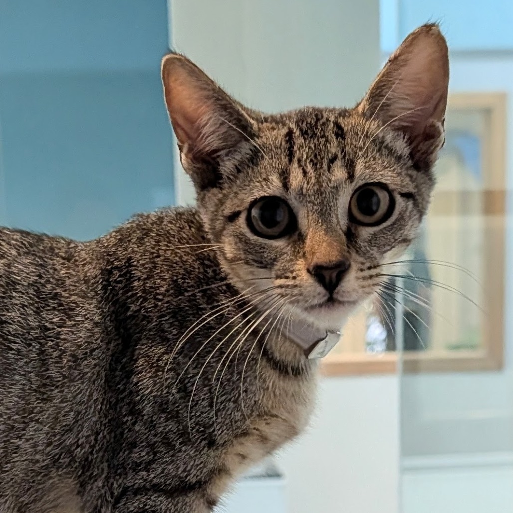 Brownie the Cat