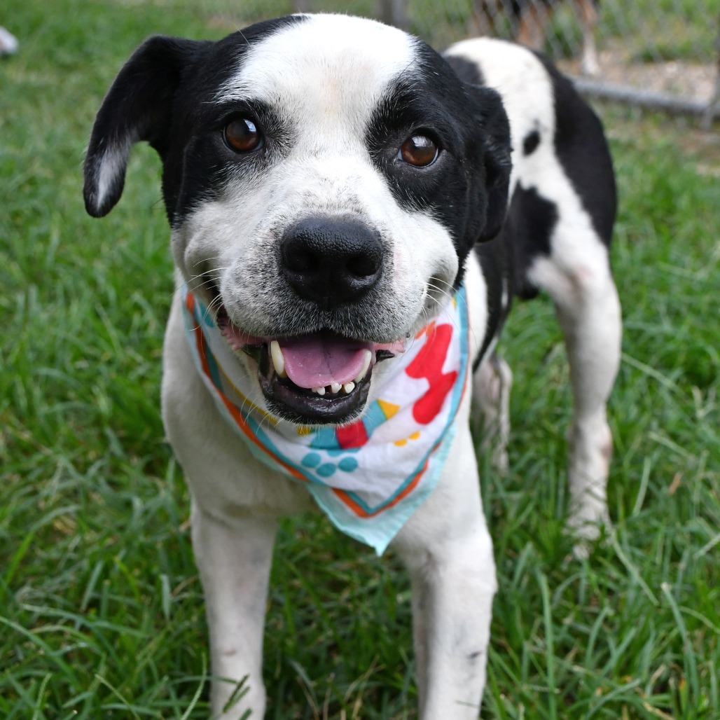 BULLSEYE - Beagle / Mix available for adoption