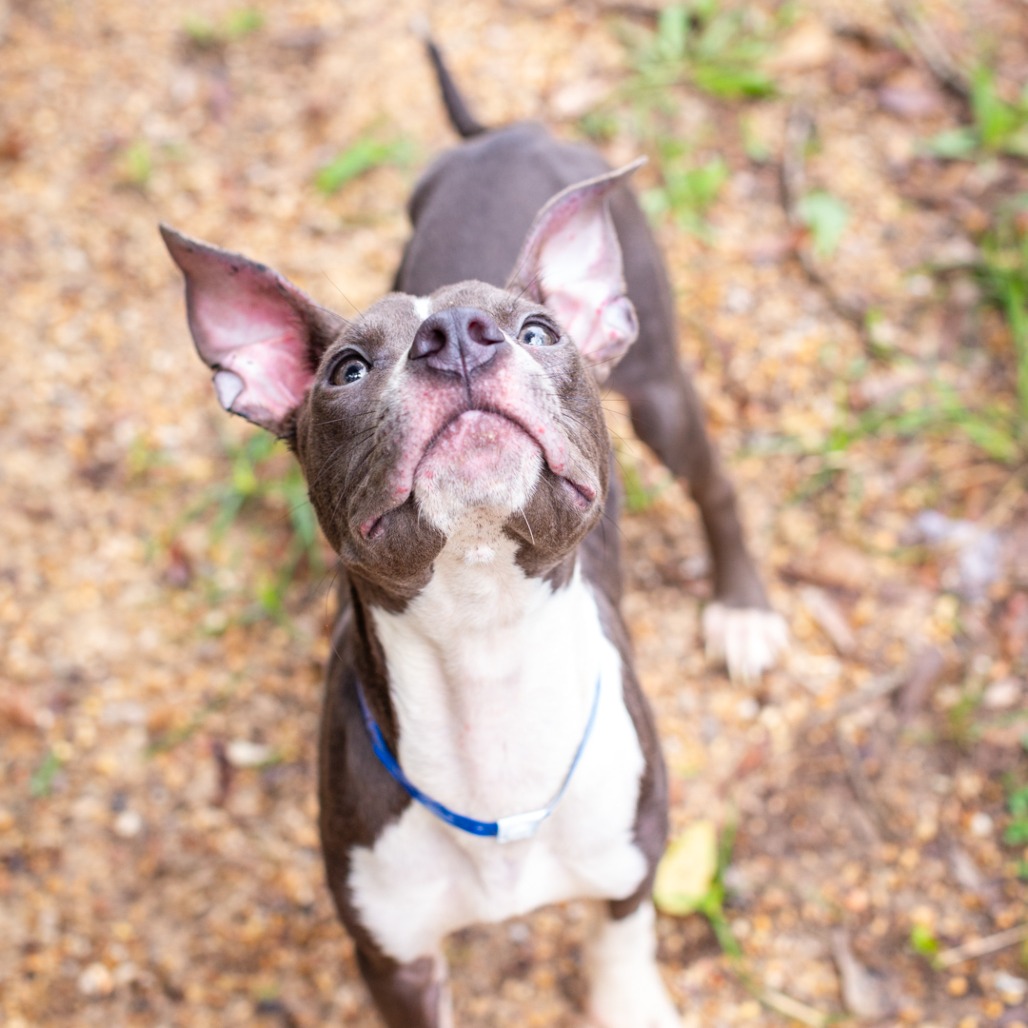SHOPPING CART - Terrier, American Staffordshire / Mix available for adoption