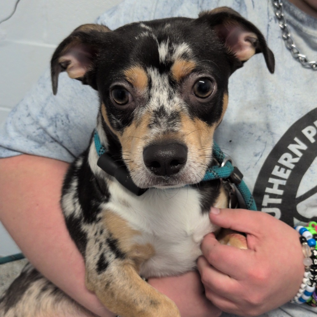BRUNO - Chihuahua / Dachshund available for adoption