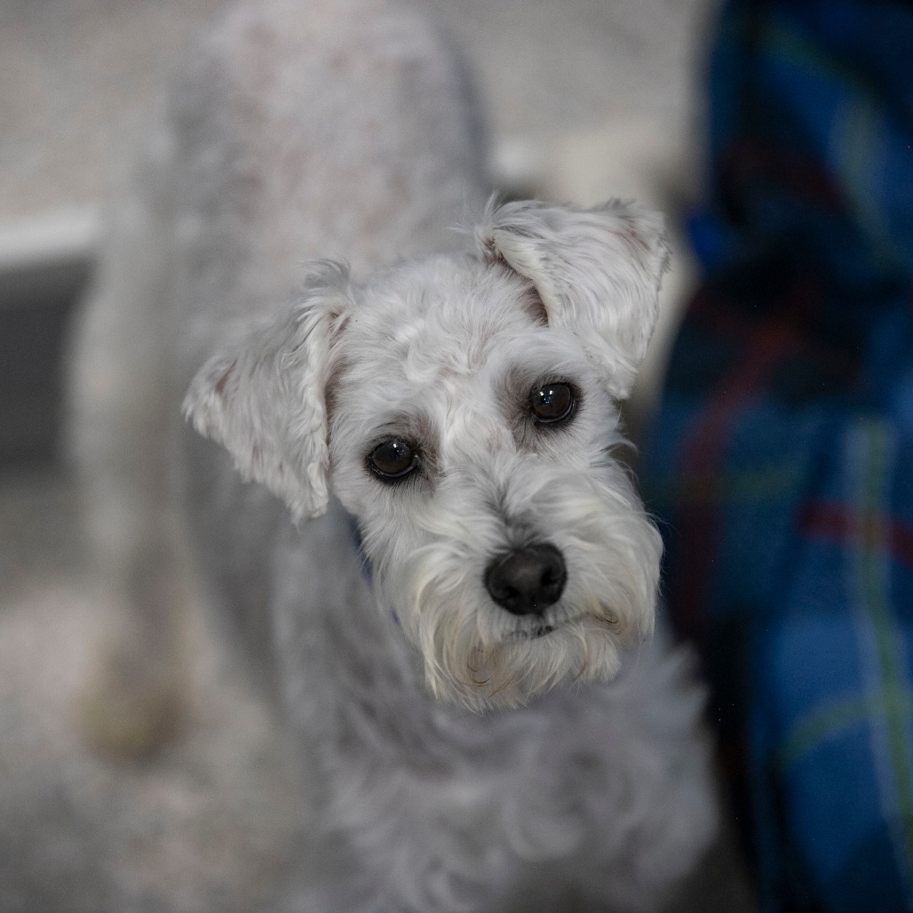 NEMO (AG26-118) - Schnauzer, Miniature / Poodle, Miniature available for adoption