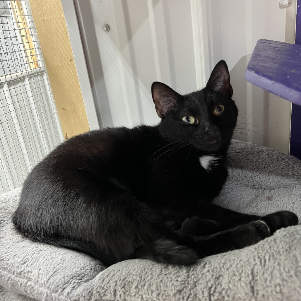 Cleo, photo 2