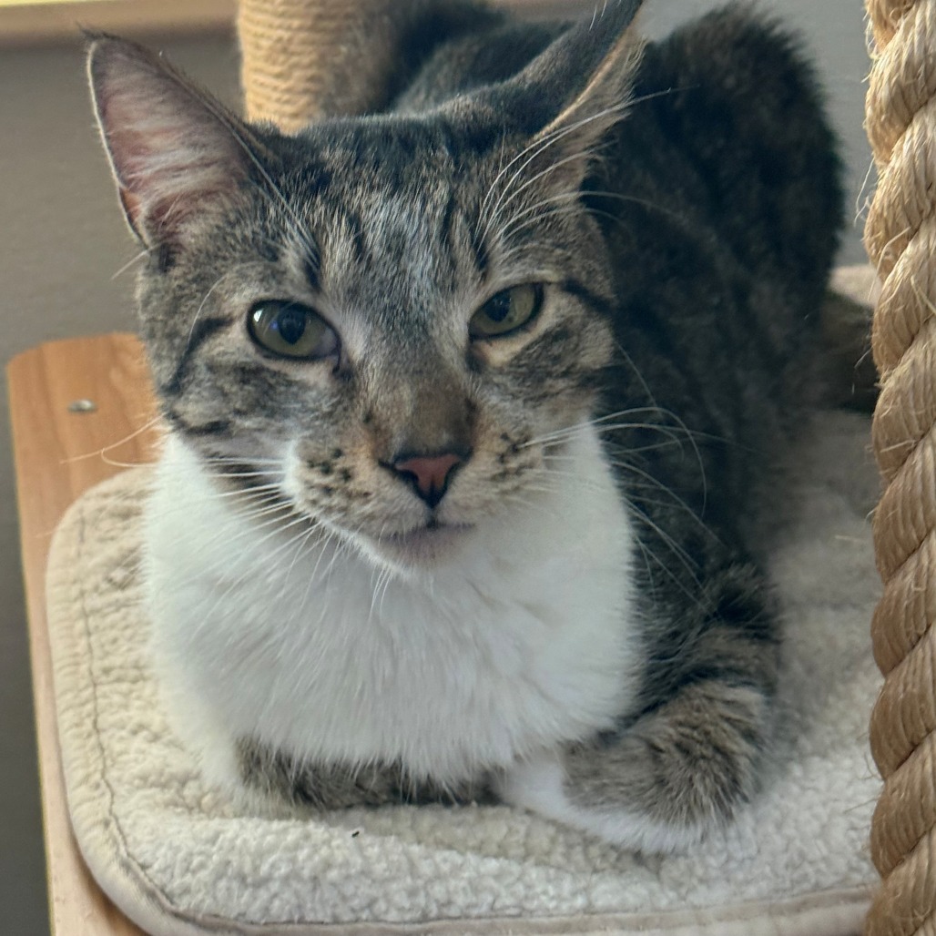Stripe, photo 12