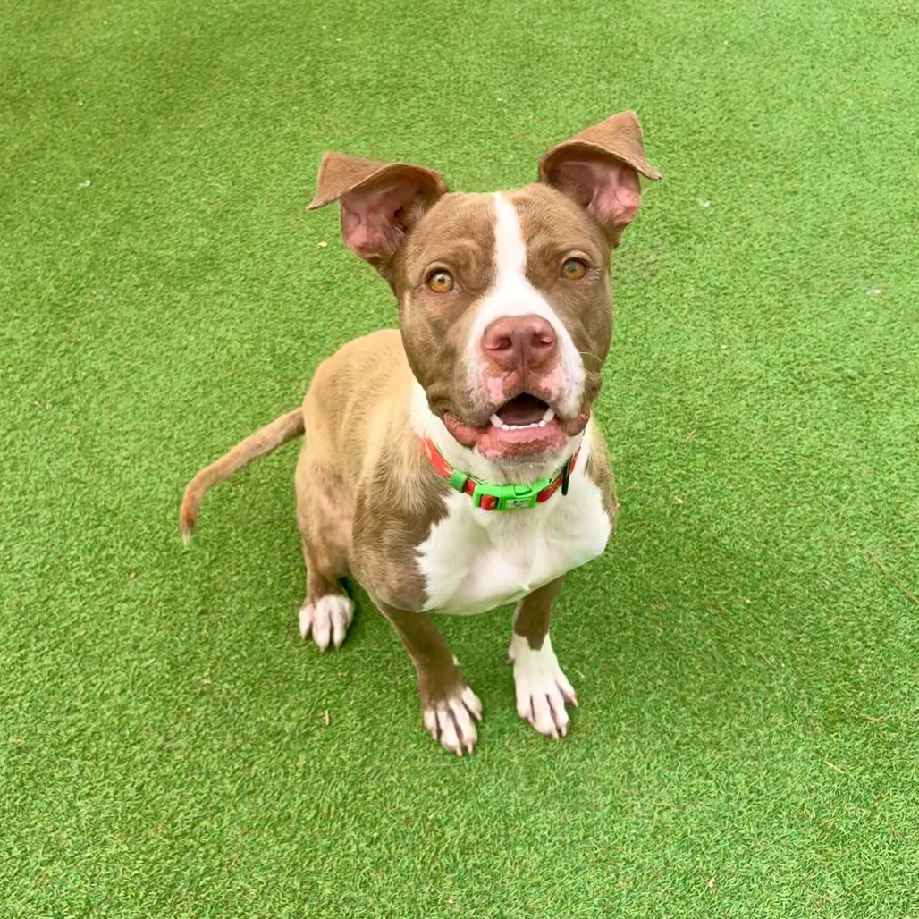 EDGAR - Mixed Breed (Medium) available for adoption