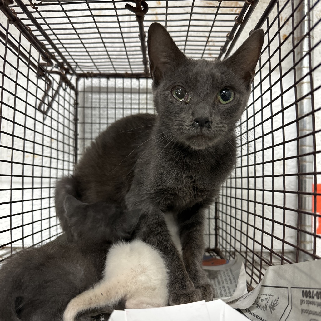 Butter Animal Crunchy Peanut Butter is available for adoption at Palm Valley Animal ...