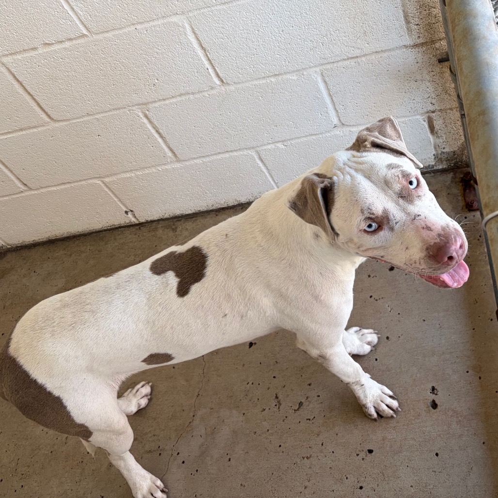 TAKATOSHI - Terrier / American Staffordshire available for adoption