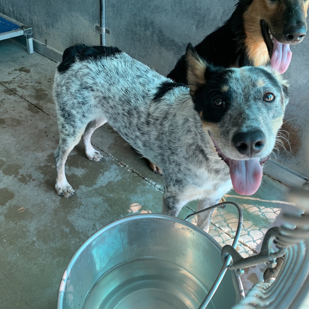 MOOCH - Cattle Dog / Australian (Blue Heeler) available for adoption