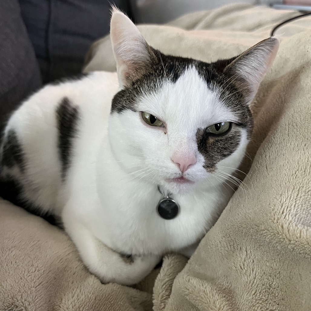 BERRY - Domestic Shorthair available for adoption