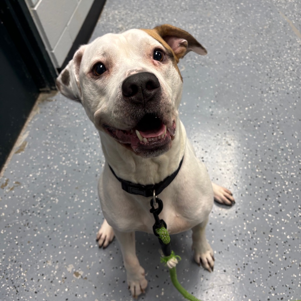 Jasper — thumbnail 2