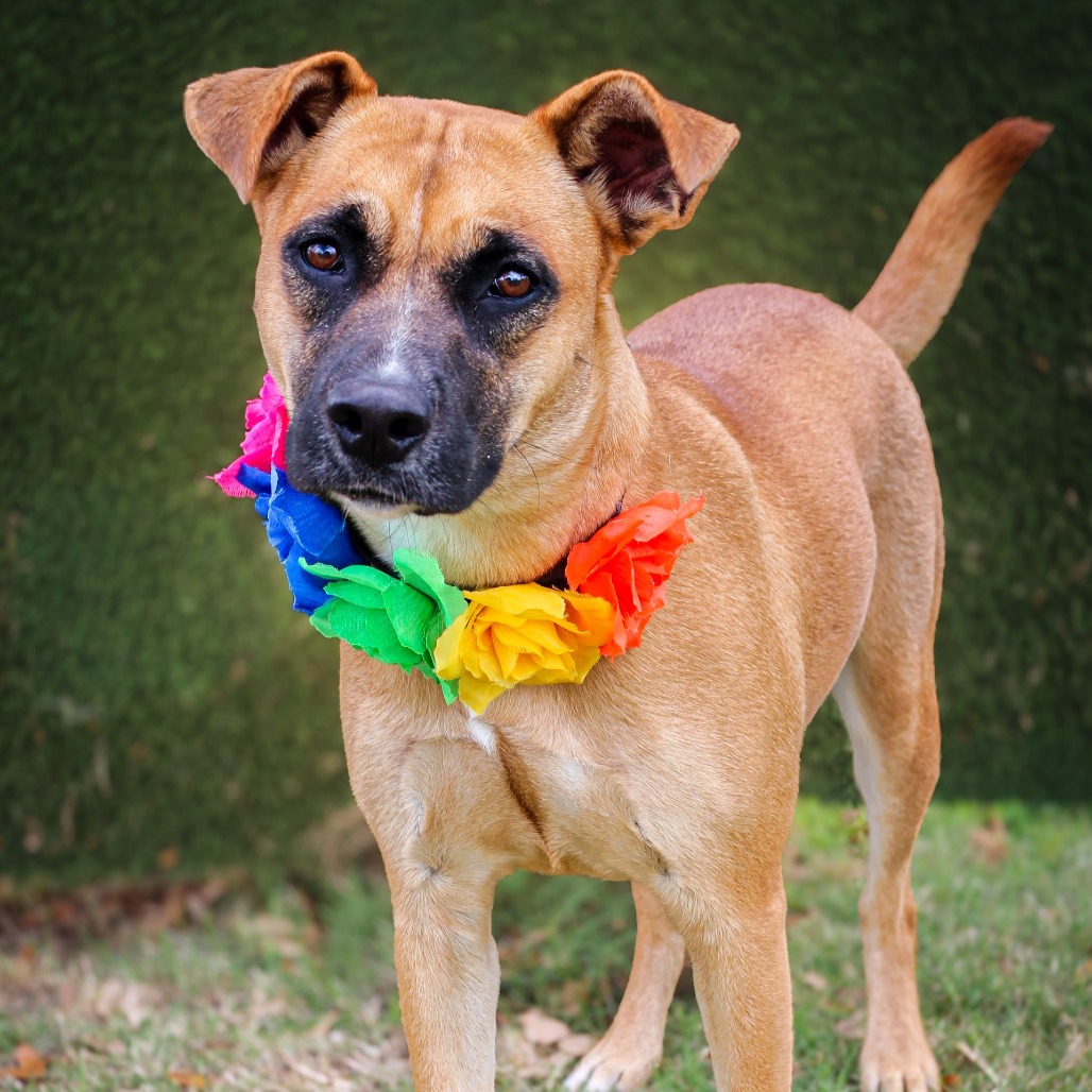 Peanut butter, an adoptable dog at SPCA-BC