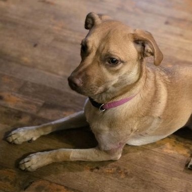 Stella, photo 3