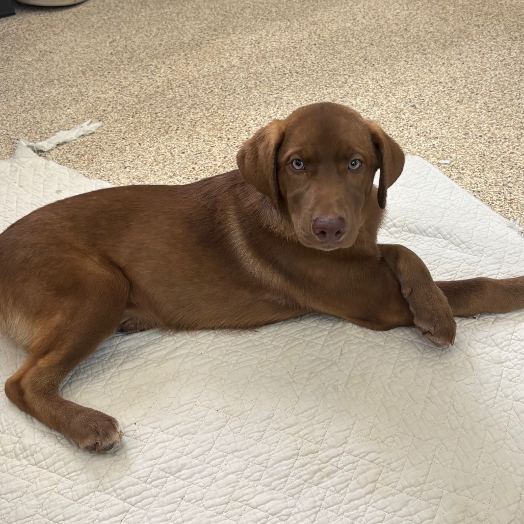 AMOS - Retriever, Labrador / Husky available for adoption