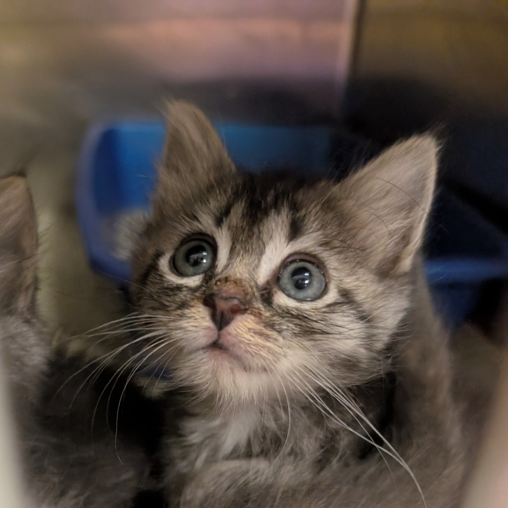 DORALEE RHODES - Domestic Medium Hair available for adoption