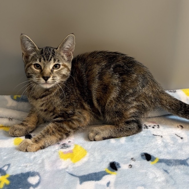 TOAST - Domestic Shorthair available for adoption