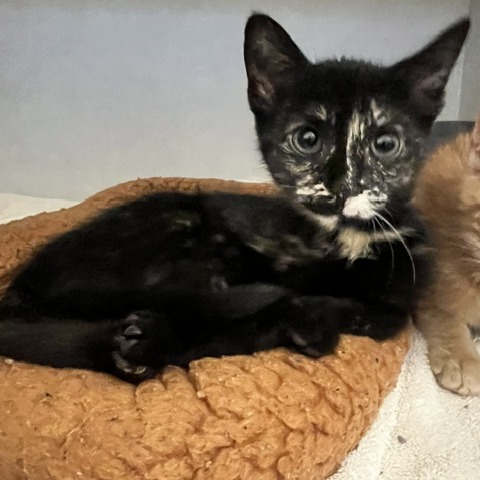 EILEEN - Domestic Shorthair available for adoption