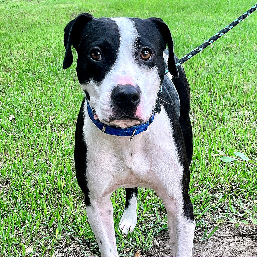 DEXTER - Terrier / American Pit Bull available for adoption