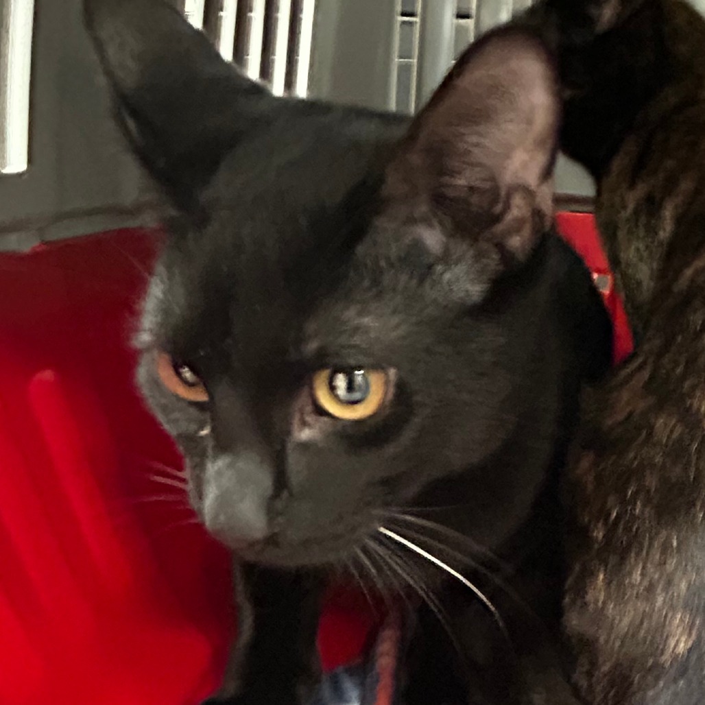 BB - Domestic Shorthair available for adoption