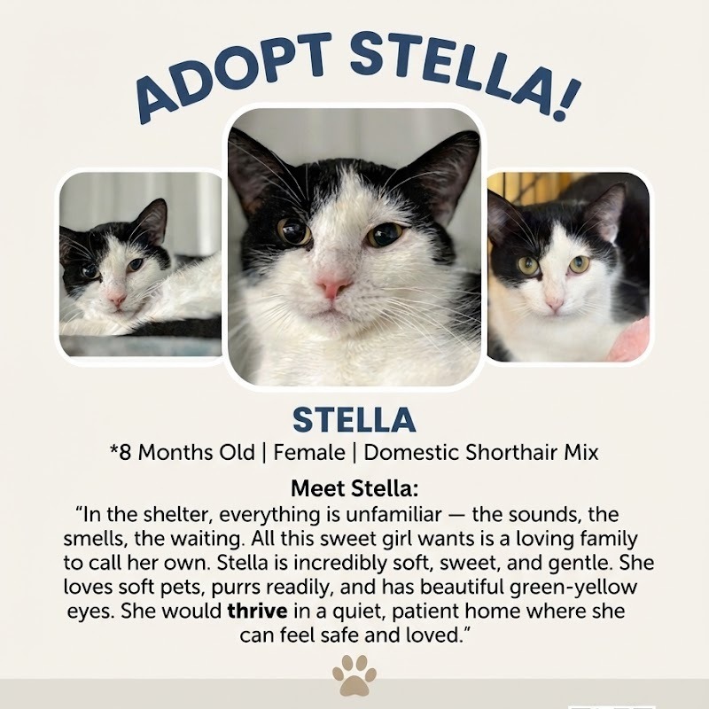 Stella, photo 11