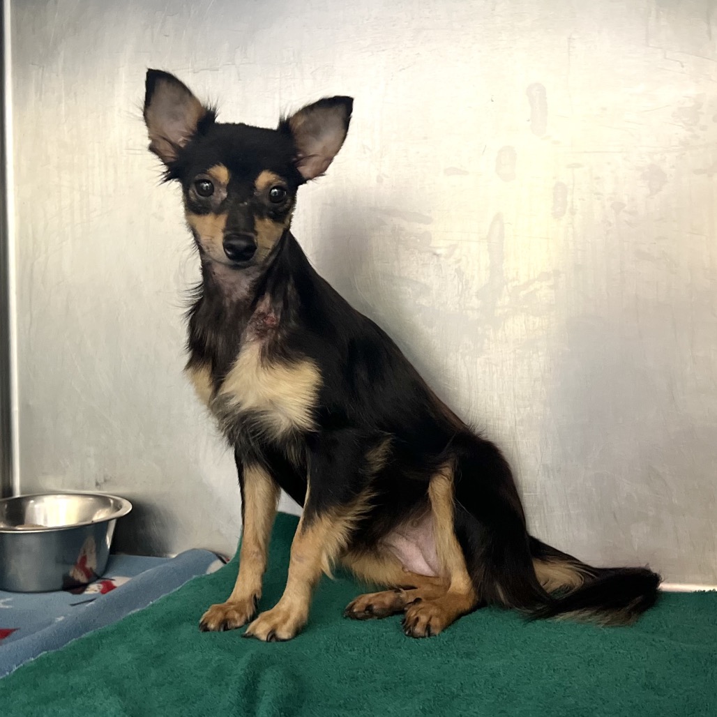 MISS MCCLOUD - Chihuahua / Long Coat available for adoption