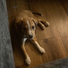 Willie, photo 6