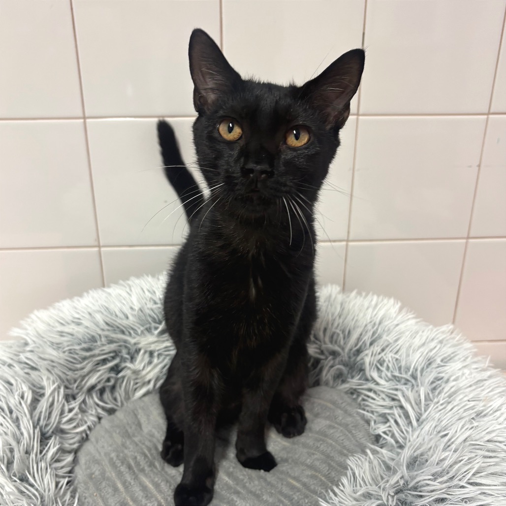 THE GUIDE - Domestic Shorthair available for adoption