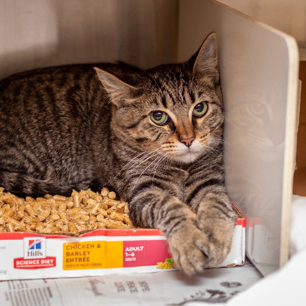 BIBS - Domestic Shorthair / Mix available for adoption