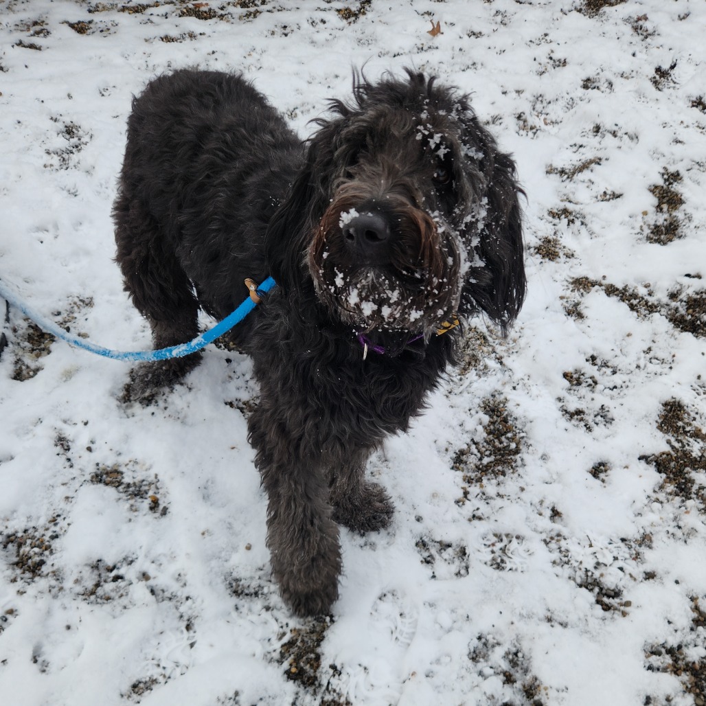 Fonzie