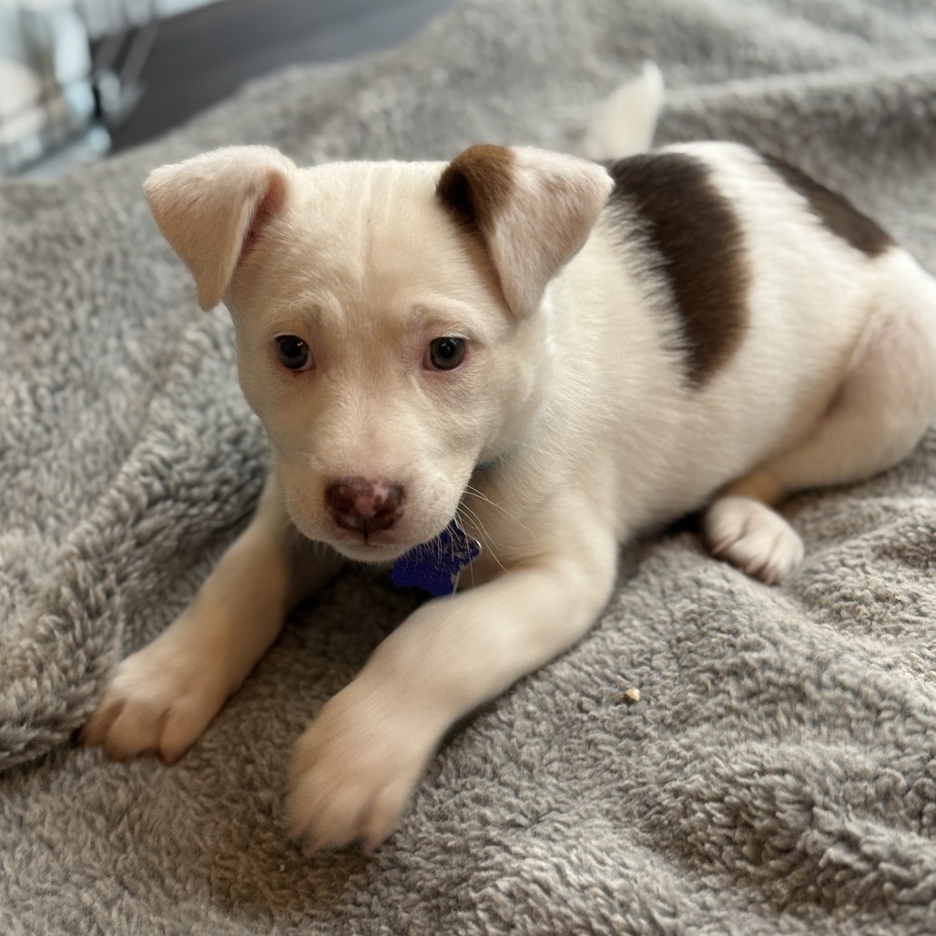 Maisie — thumbnail 4