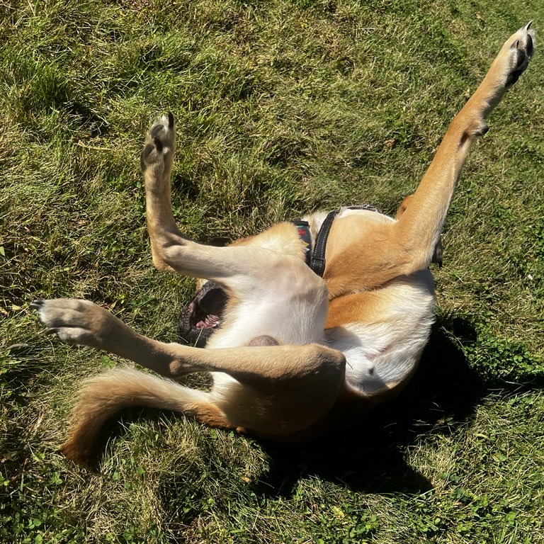 Goofy, photo 9
