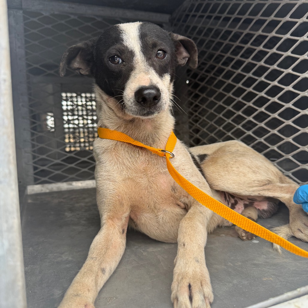 BISCUIT - Chihuahua / Terrier available for adoption