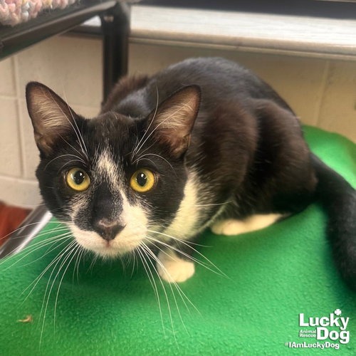 DEAN - Domestic Shorthair available for adoption