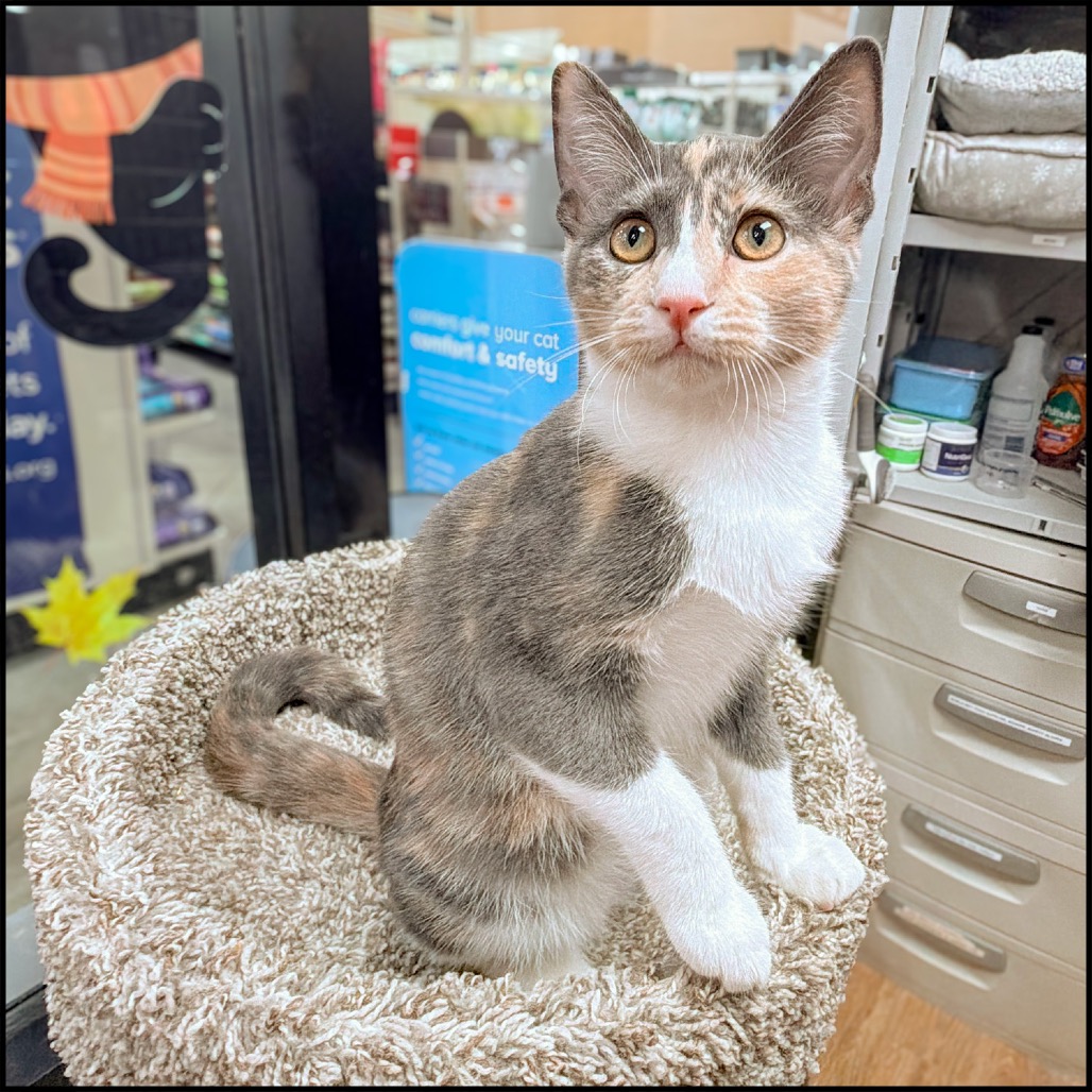 SUZY - Domestic Shorthair for adoption in Sandy Springs