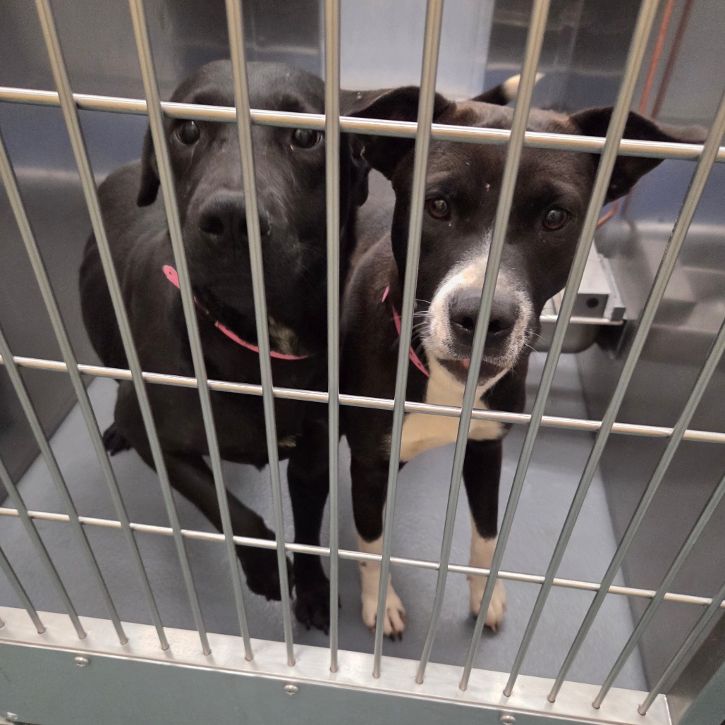 Botas — thumbnail 3