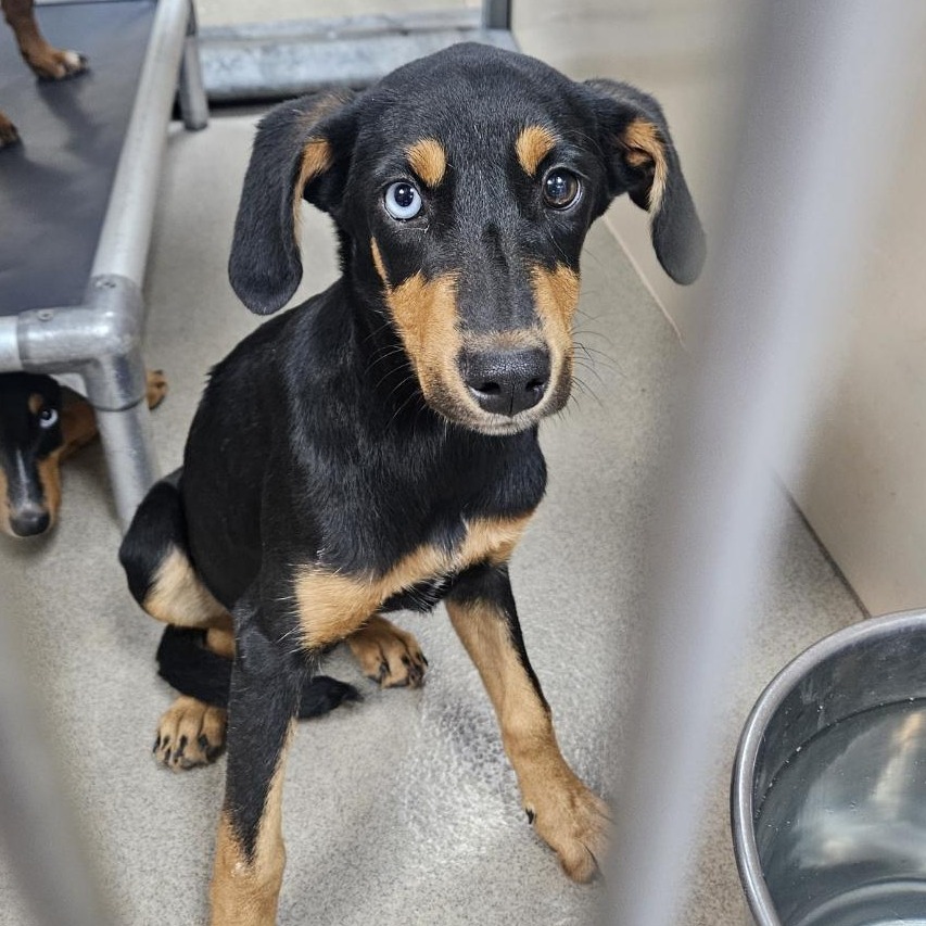  Kennel#34b Lyla's preview photo