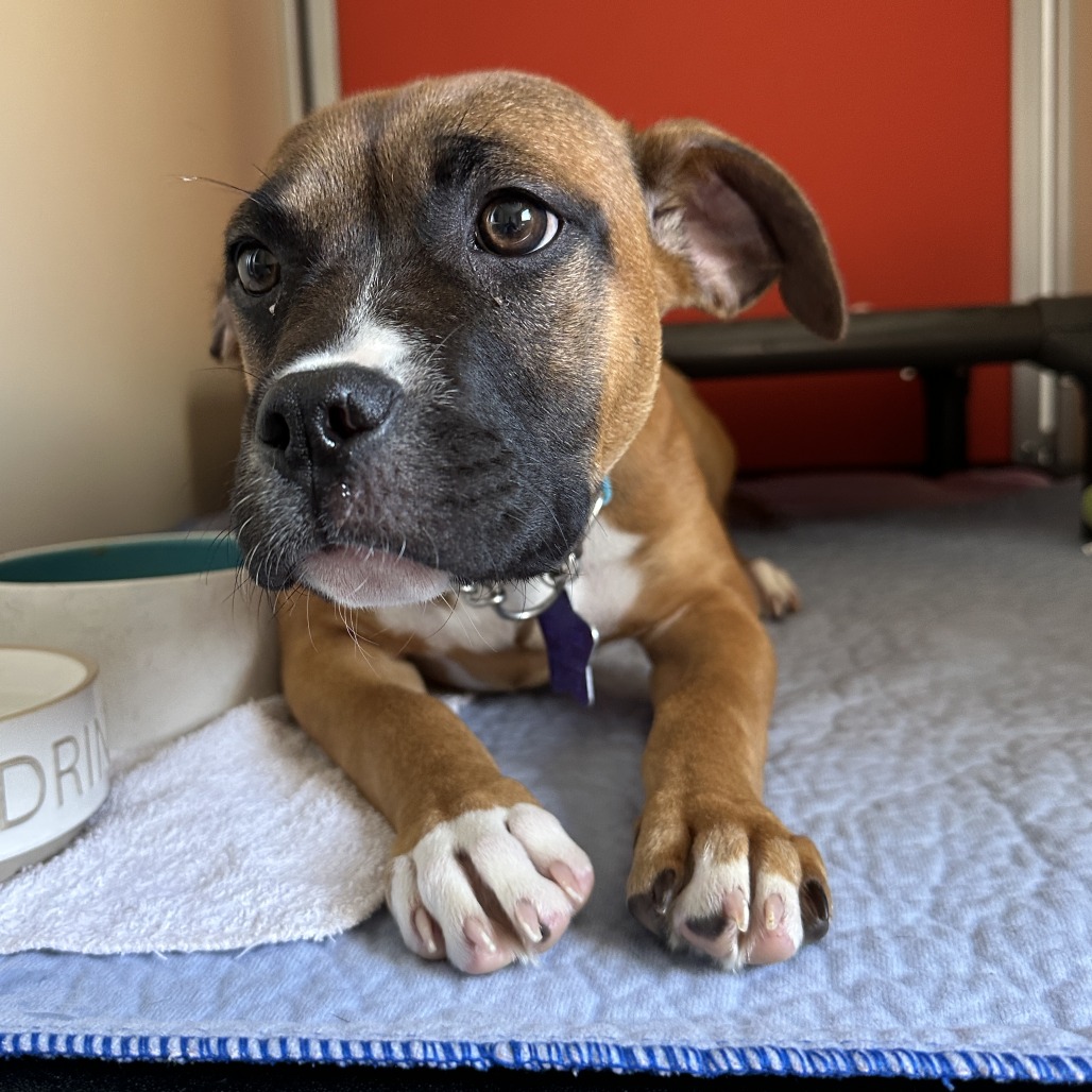 Ember — thumbnail 2