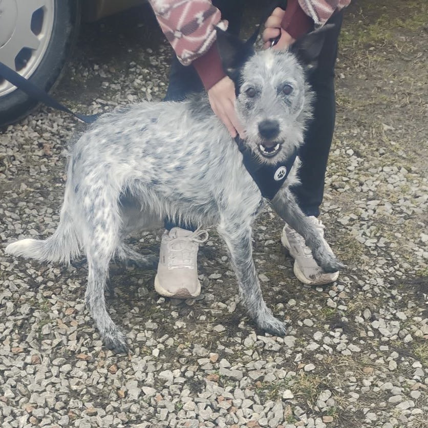 Bluey — thumbnail 2