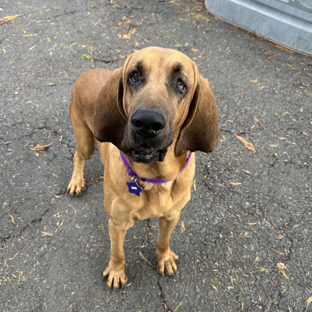 Buddy — thumbnail 3