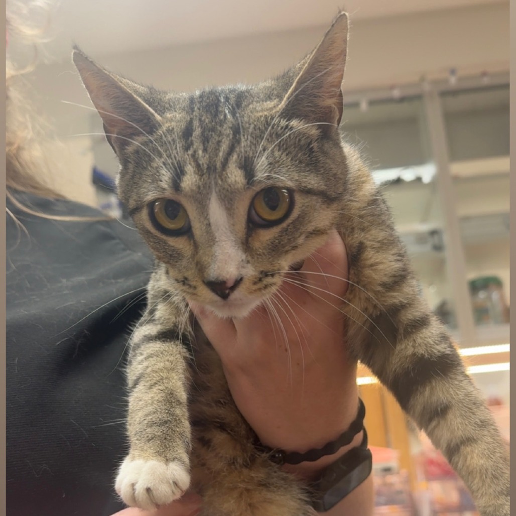 Tefiti, adopted