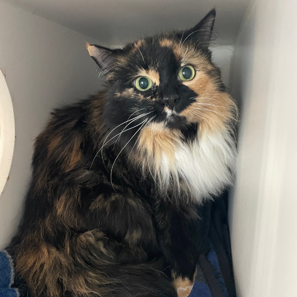 Penny — thumbnail 2