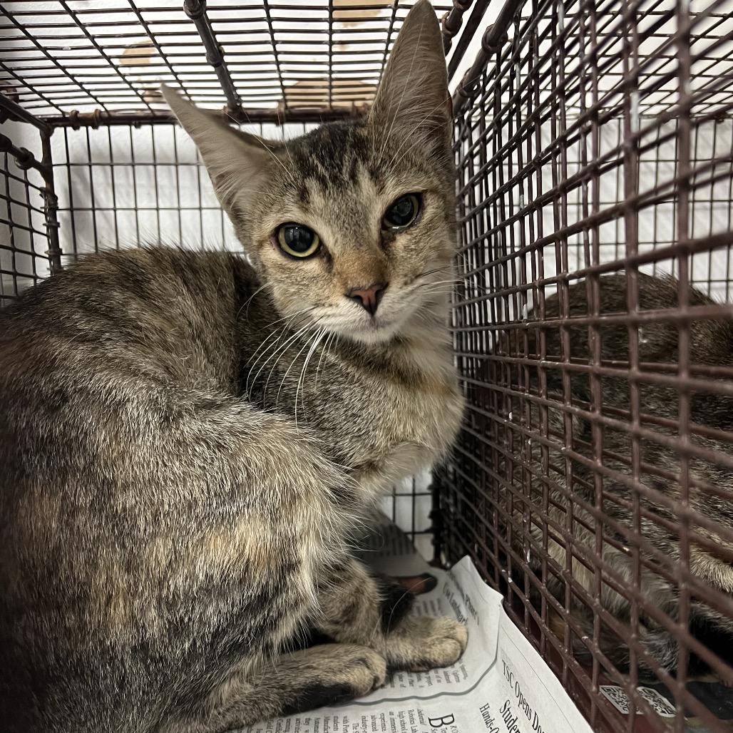 PVAS-STRAY-246239_2_3 - Domestic Shorthair available for adoption